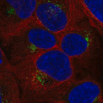 Anti-RYK antibody produced in rabbit Prestige Antibodies&#174; Powered by Atlas Antibodies, affinity isolated antibody