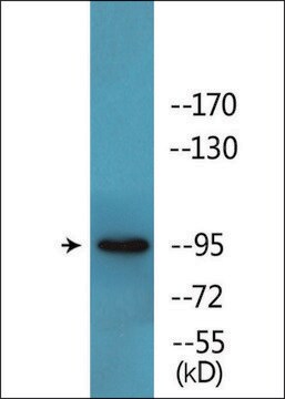 Anti-phospho-BL-CAM (pTyr807) antibody produced in rabbit affinity isolated antibody