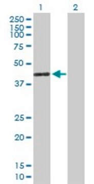 Anti-GIMAP4 antibody produced in mouse IgG fraction of antiserum, buffered aqueous solution