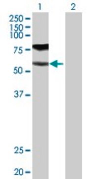 Anti-GGT1 antibody produced in rabbit purified immunoglobulin, buffered aqueous solution