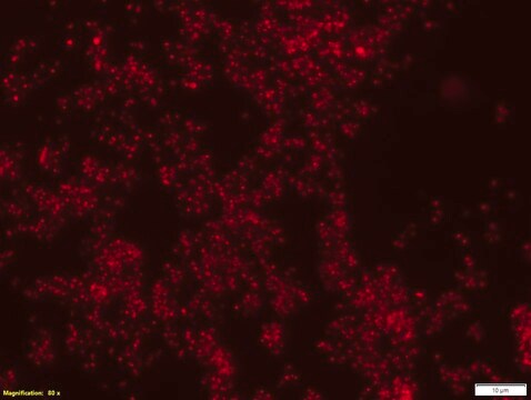 Eubacteria FISH probe extension set EUBII-Cy3 and EUBIII-Cy3 FISH (fluorescence in situ hybridization) probes for research, 20&#160;&#956;M in water