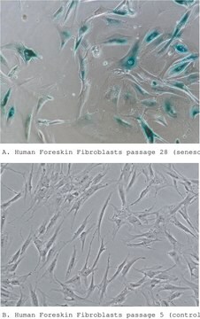 Histochemisches Färbungskit für Seneszenzzellen sufficient for 100&#160;tests