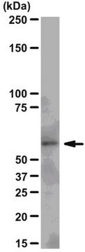 Anti-Src Antibody, clone N6L, rabbit monoclonal culture supernatant, clone N6L, from rabbit