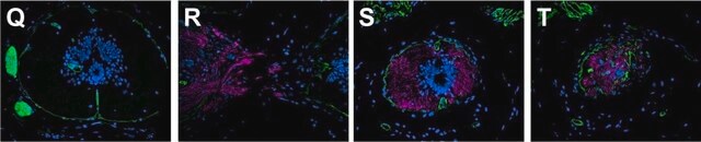 Anti-laminine antibody produced in rabbit 0.5&#160;mg/mL, affinity isolated antibody, buffered aqueous solution