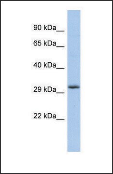 Anti-FGF13 antibody produced in rabbit affinity isolated antibody