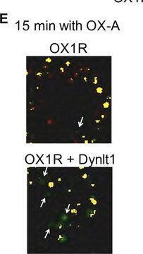 Anticorps anti-protéine fluorescente verte Chemicon&#174;, from mouse