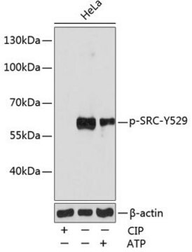 Anti-Phospho-SRC-Y529 antibody produced in rabbit