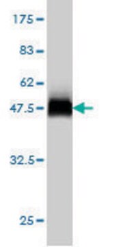 Monoclonal Anti-USP43 antibody produced in mouse clone 1A5, purified immunoglobulin, buffered aqueous solution