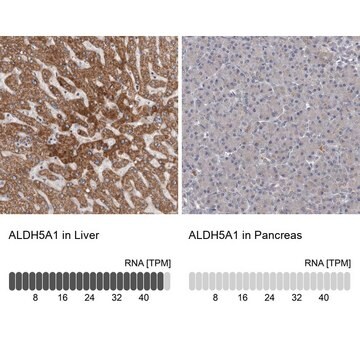 Anti-ALDH5A1 antibody produced in rabbit Prestige Antibodies&#174; Powered by Atlas Antibodies, affinity isolated antibody, buffered aqueous glycerol solution, ab1