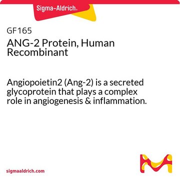 ANG-2タンパク質、ヒトリコンビナント Angiopoietin2 (Ang-2) is a secreted glycoprotein that plays a complex role in angiogenesis &amp; inflammation.