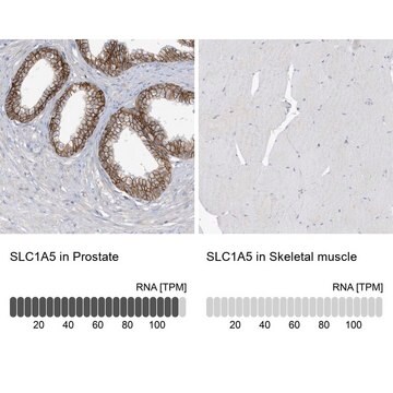 抗SLC1A5 ウサギ宿主抗体 Prestige Antibodies&#174; Powered by Atlas Antibodies, affinity isolated antibody, buffered aqueous glycerol solution