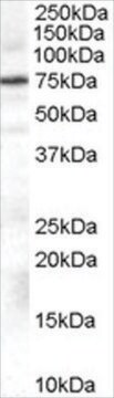 Anti-BARK1/GRK2 antibody produced in goat affinity isolated antibody, buffered aqueous solution