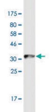 Monoclonal Anti-RGMA antibody produced in mouse clone 6D7, purified immunoglobulin