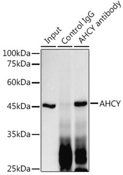 Anti-AHCY Antibody, clone 4E9H10, Rabbit Monoclonal