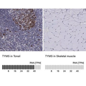 Anty-TYMS Prestige Antibodies&#174; Powered by Atlas Antibodies, affinity isolated antibody, buffered aqueous glycerol solution