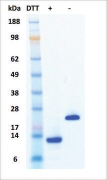 Activin A human recombinant, expressed in human cells, &#8805;95% (SDS-PAGE)