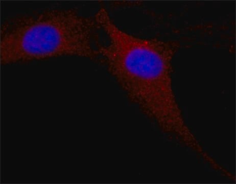 Anti-MAP Kinase, Activated (Diphosphorylated ERK-1&amp;2) antibody, Mouse monoclonal clone MAPK-YT, purified from hybridoma cell culture