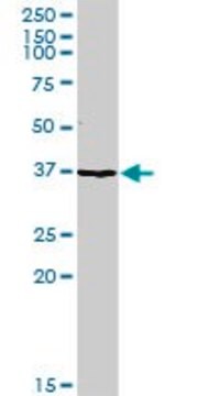 抗TFPI抗体 ウサギ宿主抗体 purified immunoglobulin, buffered aqueous solution