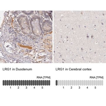 抗LRG1 ウサギ宿主抗体 Ab2, Prestige Antibodies&#174; Powered by Atlas Antibodies, affinity isolated antibody, buffered aqueous glycerol solution