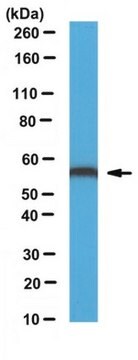 Anti-ERp57-Antikörper serum, from rabbit