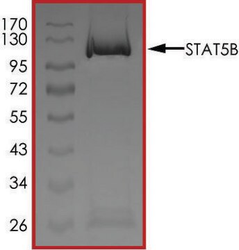 Białko STAT5B recombinant