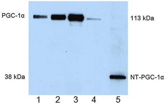 抗-PGC-1&#945; 小鼠mAb (4C1.3) liquid, clone 4C1.3, Calbiochem&#174;