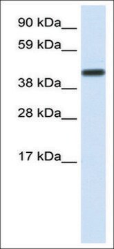 Anti-CNOT2 antibody produced in rabbit IgG fraction of antiserum