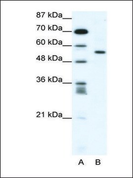 抗RUNX2 (AB1) 兔抗 IgG fraction of antiserum