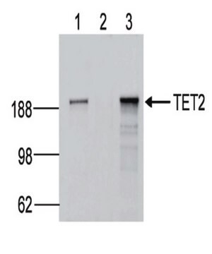 抗-TET2抗体，克隆hT2H 21F11 clone hT2H21F11, from mouse