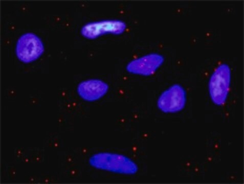 Anti-PDGFA antibody produced in rabbit purified immunoglobulin, buffered aqueous solution