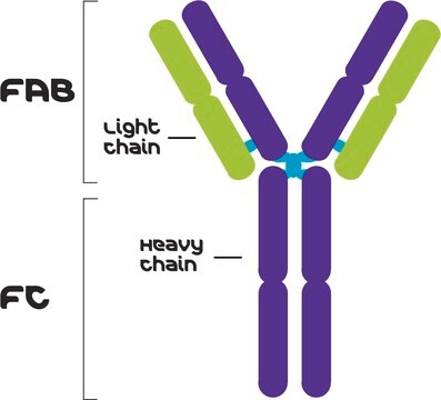 小鼠IgG2a同型对照 来源于鼠骨髓瘤 clone UPC-10, purified immunoglobulin, buffered aqueous solution