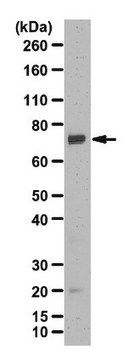 Anti-Grb10 Antibody from rabbit, purified by affinity chromatography