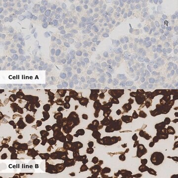 ALK-Lung Analyte Control Cell line controls for immunohistochemistry and in situ hybridization