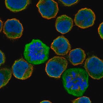 Anti-Ffar1 Antibody Produced In Rabbit Prestige Antibodies&#174; Powered by Atlas Antibodies, affinity isolated antibody, buffered aqueous glycerol solution