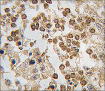 Anti-BCAS3 (C-term) antibody produced in rabbit saturated ammonium sulfate (SAS) precipitated, buffered aqueous solution