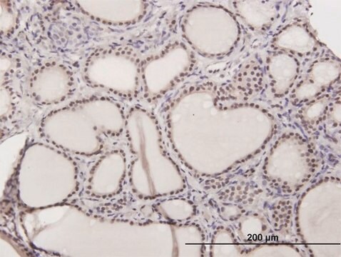 Anti-ILF2 antibody produced in mouse purified immunoglobulin, buffered aqueous solution