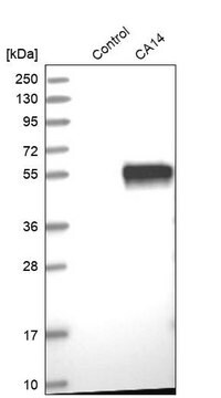 抗CA14抗体 ウサギ宿主抗体 Prestige Antibodies&#174; Powered by Atlas Antibodies, affinity isolated antibody, buffered aqueous glycerol solution