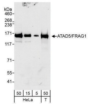 Rabbit anti-ATAD5/FRAG1 Antibody, Affinity Purified