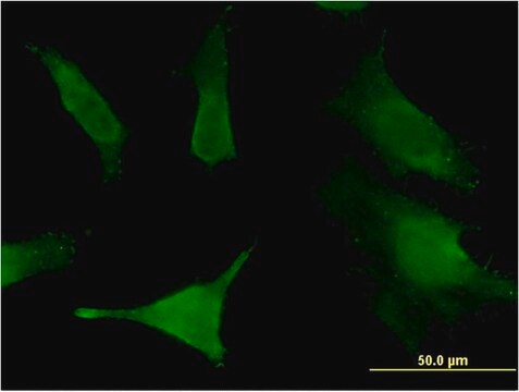 Monoclonal Anti-SLC6A16 antibody produced in mouse clone 2E5, purified immunoglobulin, buffered aqueous solution