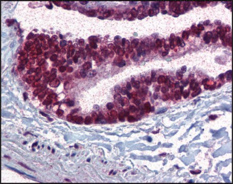 Anti-CDC16 antibody produced in rabbit affinity isolated antibody, buffered aqueous solution