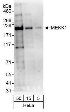 Rabbit anti-MEKK1 Antibody, Affinity Purified Powered by Bethyl Laboratories, Inc.