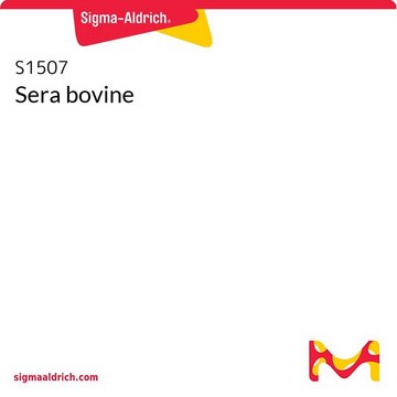 Sera bovine