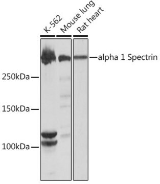 Anti-alpha 1 Spectrin Antibody, clone 1U5K4, Rabbit Monoclonal