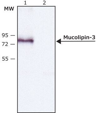 Anti-Mucolipin-3 (C-terminal) in Kaninchen hergestellte Antikörper ~1.5&#160;mg/mL, affinity isolated antibody, buffered aqueous solution