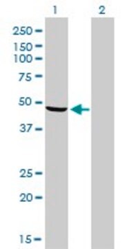 Monoclonal Anti-NDUFV1 antibody produced in mouse clone 4A7, purified immunoglobulin, buffered aqueous solution