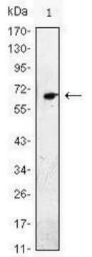 Monoclonal Anti-EGF antibody produced in mouse clone 9D7F11, ascites fluid