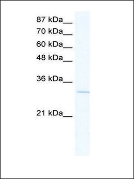 Anti-VGLL1 antibody produced in rabbit IgG fraction of antiserum