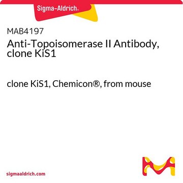 Anticuerpo anti-topoisomerasa II, clon KiS1 clone KiS1, Chemicon&#174;, from mouse