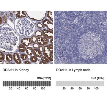 Anty-DDAH1 Prestige Antibodies&#174; Powered by Atlas Antibodies, affinity isolated antibody, buffered aqueous glycerol solution