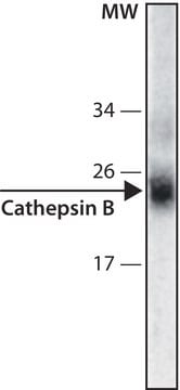 Anti-Cathepsin B antibody, Mouse monoclonal clone CB59-4B11, purified from hybridoma cell culture